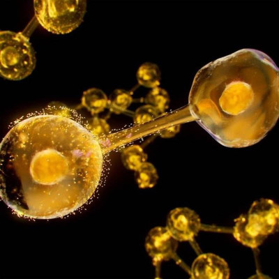 7541474_4 Esthederm Excellage Óleo de Noite 30ml