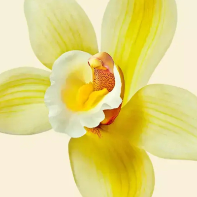 Kencko Smoothie Proteína Vegan Baunilha 2x35g | Farmácia d'Arrabida