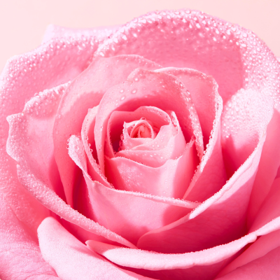 Nuxe Very Rose Água Micelar Desmaquilhante 750ml | Farmácia d'Arrábida